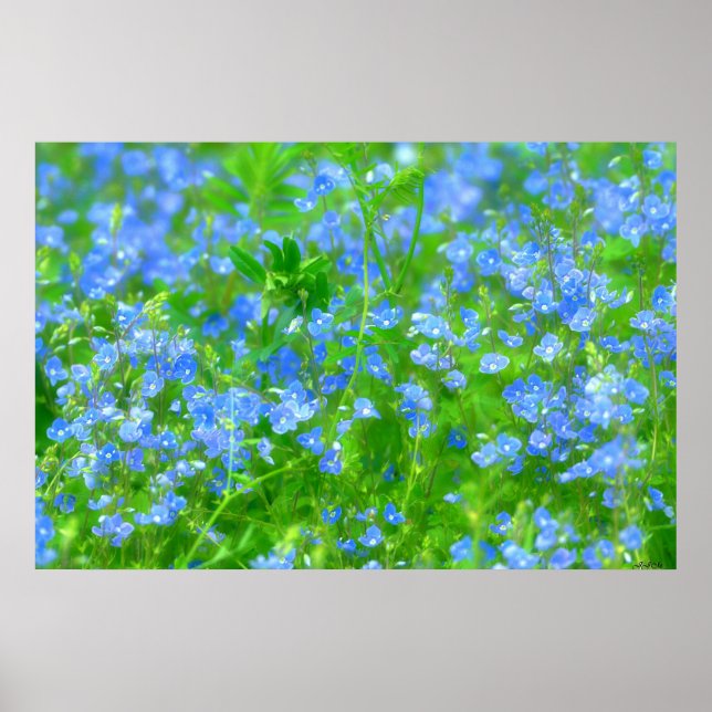 POSTER PETITES FLEURS BLEUES (Devant)