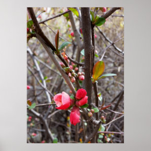 Poster petites fleurs rouges
