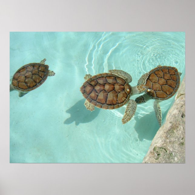 Poster Petites tortues de mer (Devant)
