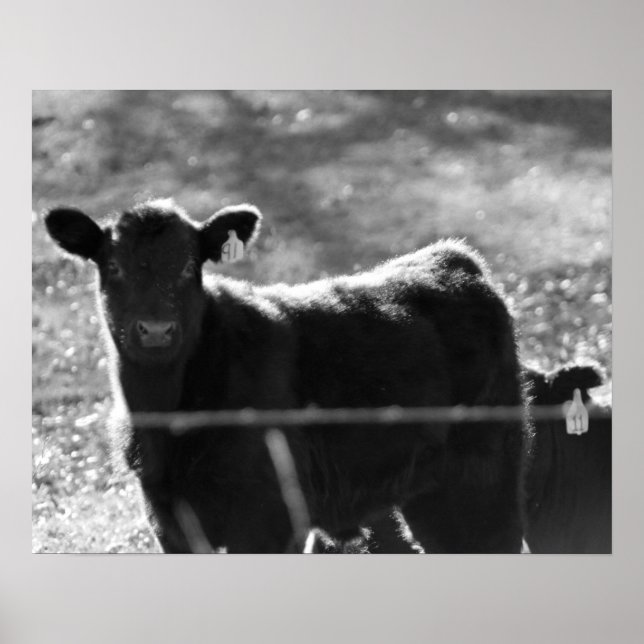 Poster Petites vaches noires et blanches dans le champ 16 (Devant)