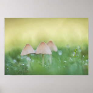 Poster Petits champignons Photo nature