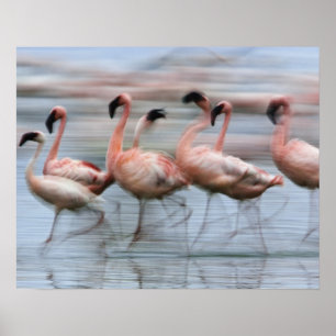 Poster Petits Flamants en mouvement, Phoenicopterus