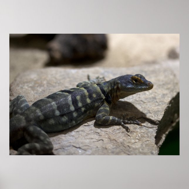 Poster Petrosaurus thalassinus (Devant)