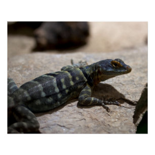 Poster Petrosaurus thalassinus