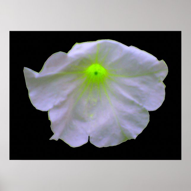 Poster Petunia Green Glow (Devant)