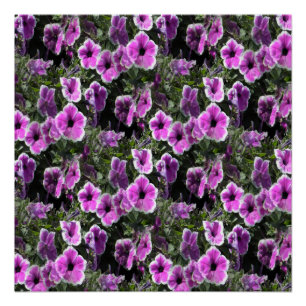 Poster Petunia Land...