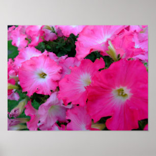 Poster Pétunias rose
