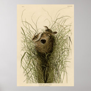 Poster Peu de roitelet de marais de Nuttall