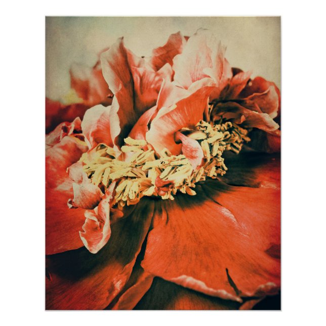 Poster Pfingstrose abstrait (Devant)