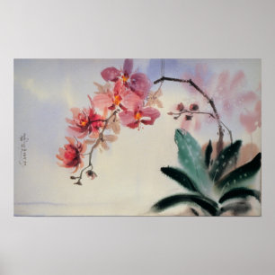 Poster Phalaenopsis
