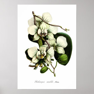 Poster Phalaenopsis amabilis