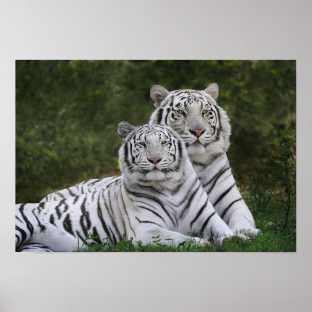 Poster Phase blanche, Tigre du Bengale, Tigre du Tigre, T (Devant)