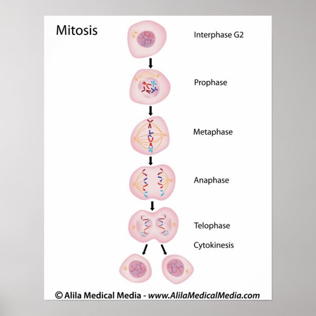 Poster Phases de mitose (Devant)