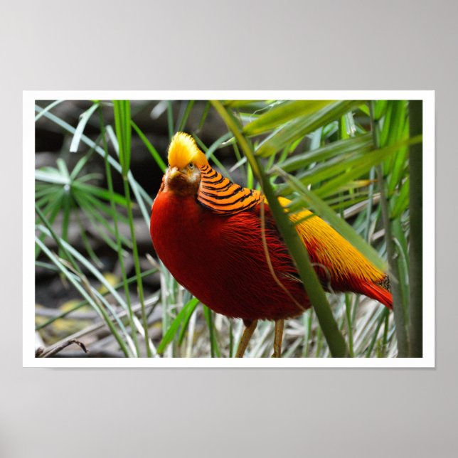 Poster Pheasant d'or (Devant)
