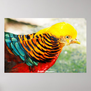 Poster Pheasant d'or