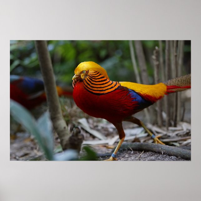 Poster Pheasant doré rouge (Devant)