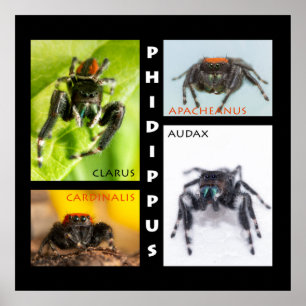 Poster Phidippus saut d'araignée