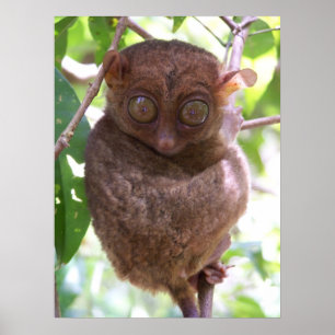 Poster Philippine Tarsier Imprimer