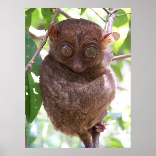 Poster Philippine Tarsier Imprimer (Devant)
