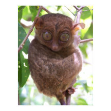 Philippine Tarsier Imprimer