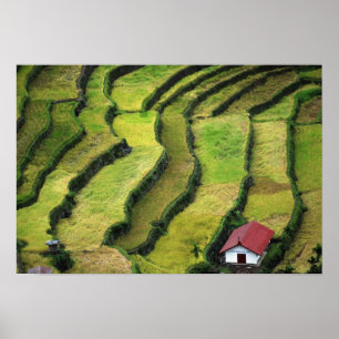 Poster Philippines, Batad, vue surélevée de riz