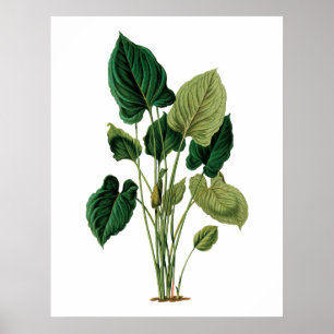 Poster Philodendron botanique d'impression de grand