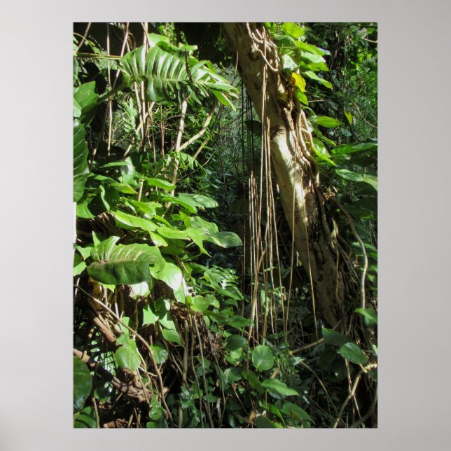 Poster Philodendrons hawaïens sauvages (Devant)