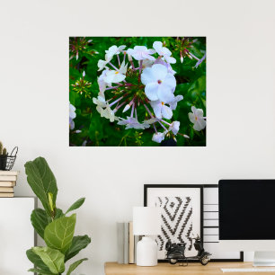 Poster Phlox,