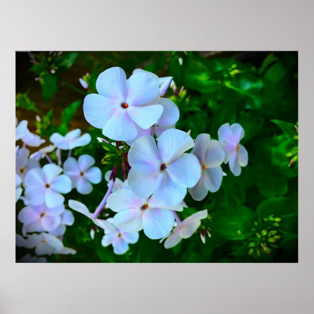 Poster Phlox, (Devant)