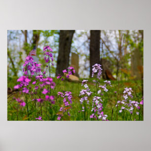 Poster Phlox près d'un cimetière
