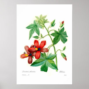 Poster Phoenicea de Lavatera