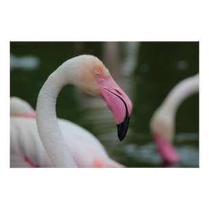 Poster Phoenicopterus roseus