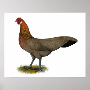 Poster Phoenix : BB Red Hen