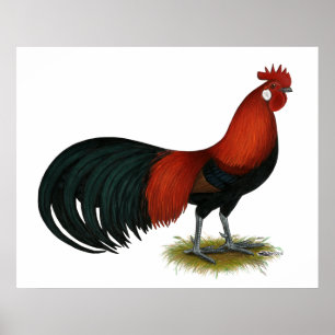 Poster Phoenix : BB Red Rooster