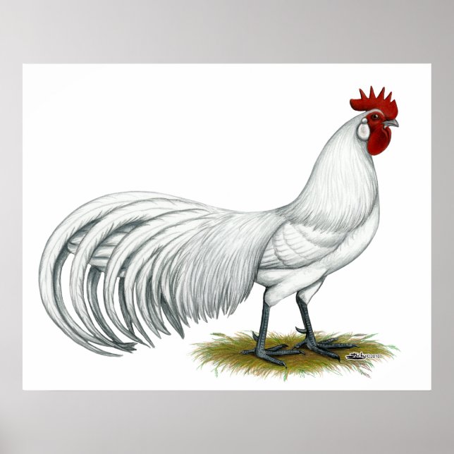 Poster Phoenix : Coq blanc (Devant)