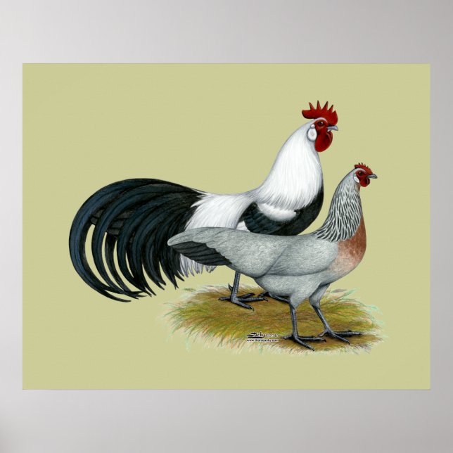 Poster Phoenix : Paire de caniche en argent (Devant)