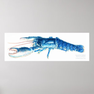 Poster Phomard bleu bleu bleu aquarelle imprimé grand