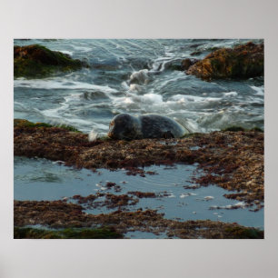 Poster Phoque de bassin illuminé par le coucher de soleil