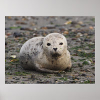 Phoque de bébé sur la plage