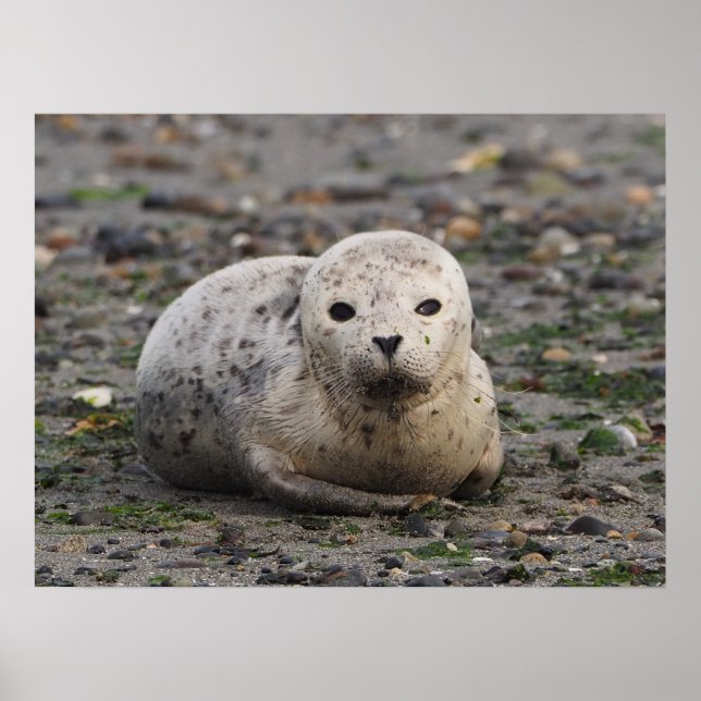Poster Phoque de bébé sur la plage (Devant)