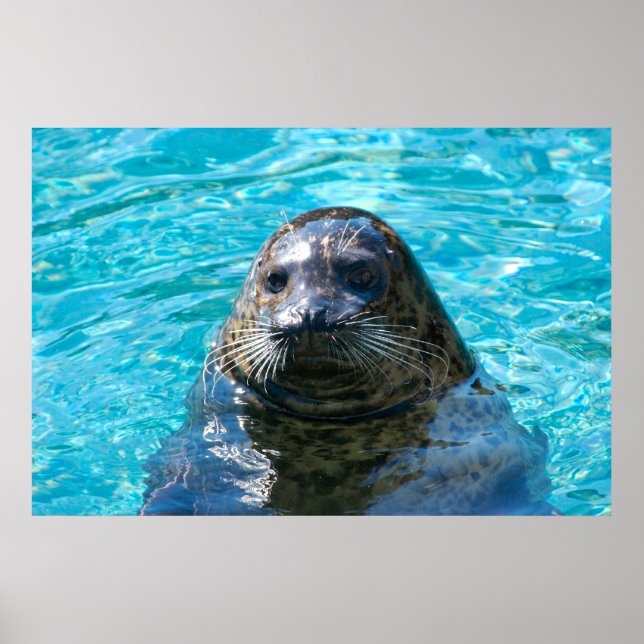 Poster Phoque du port (Devant)