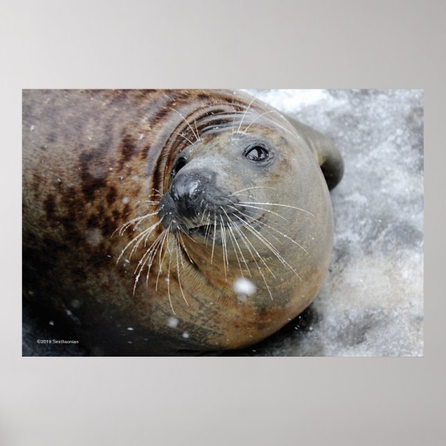 Poster Phoque gris sur glace (Devant)