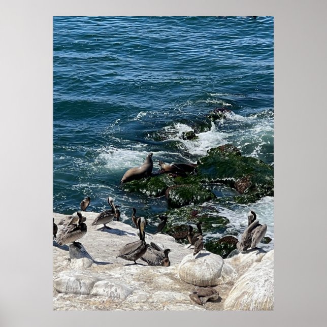Poster Phoques et oiseaux (Devant)