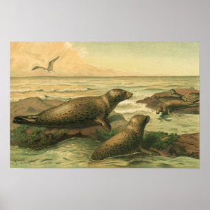 Poster Phoques léopards, Animaux aquatiques vintage Vie m