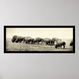 Poster Photo 1906 de Buffalo de bison américain