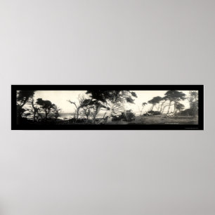 Poster Photo 1907 de Monterey de point de Cypress