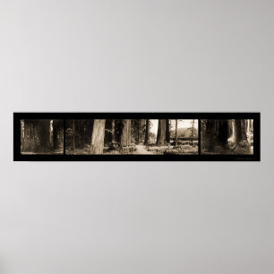 Poster Photo 1912 du séquoia géant