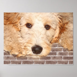 Poster Photo adorable Chien