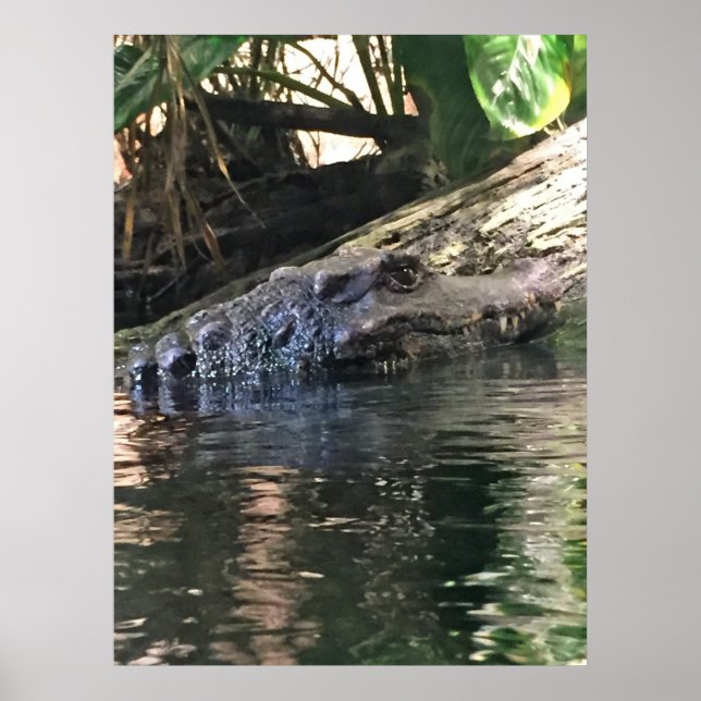 Poster Photo Alligator (Devant)
