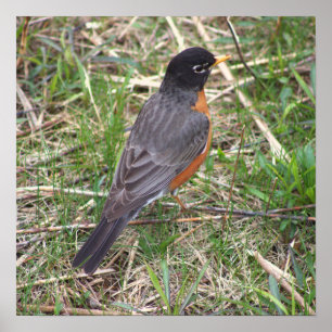 Poster photo American Robin